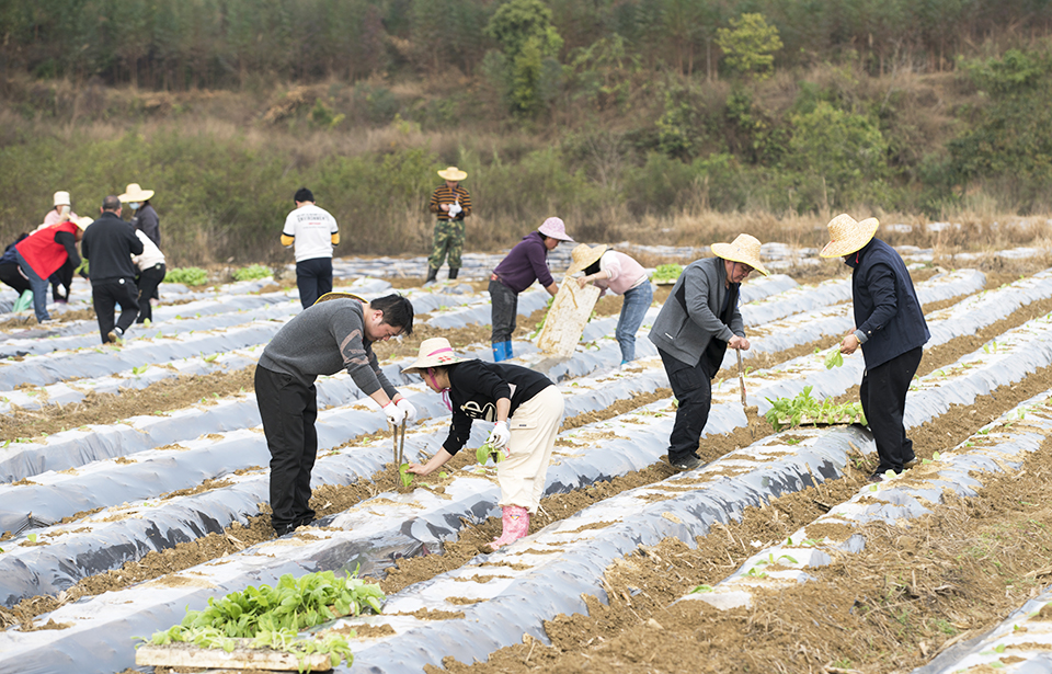 2月9日,，德保縣政協(xié)組織委員深入到龍光鄉(xiāng)大旺村開展“助力春耕生產(chǎn)  服務(wù)鄉(xiāng)村振興”委員行動活動,，同當(dāng)?shù)卮迕耖_展煙苗移植移栽工作,，助力春耕生產(chǎn)。圖為委員正在移栽煙苗（黃靖  攝）.jpg