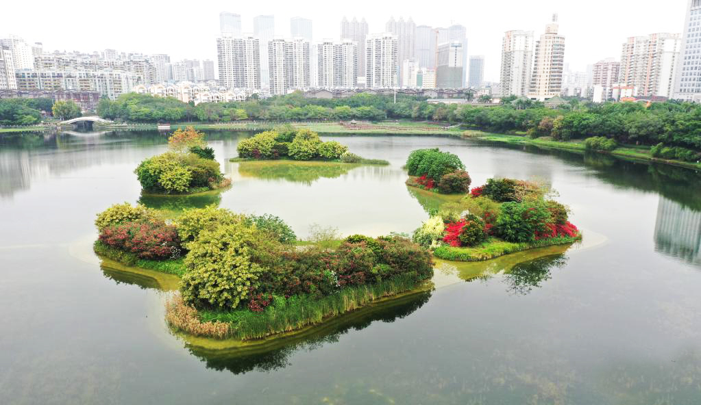 廣西南寧市南湖湖心生態(tài)島上木棉,、三角梅等鮮花盛開 4.11.jpg